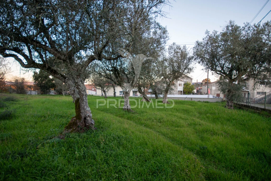 Terreno para Venda em Ratoeira Foto 6