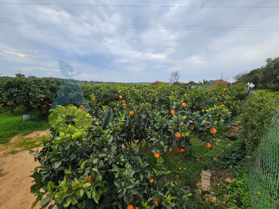 Terreno Agricola ou Rústico para Venda em Algoz e Tunes Foto 6