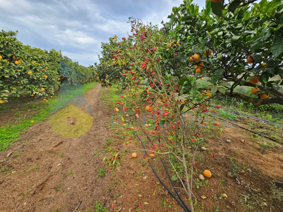 Terreno Agricola ou Rústico para Venda em Algoz e Tunes Foto 1