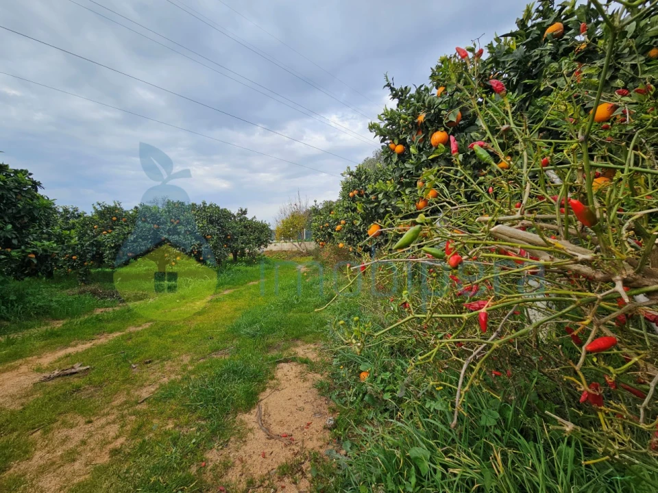 Terreno Agricola ou Rústico para Venda em Algoz e Tunes Foto 3