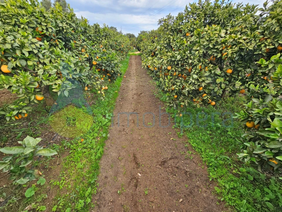 Terreno Agricola ou Rústico para Venda em Algoz e Tunes Foto 4