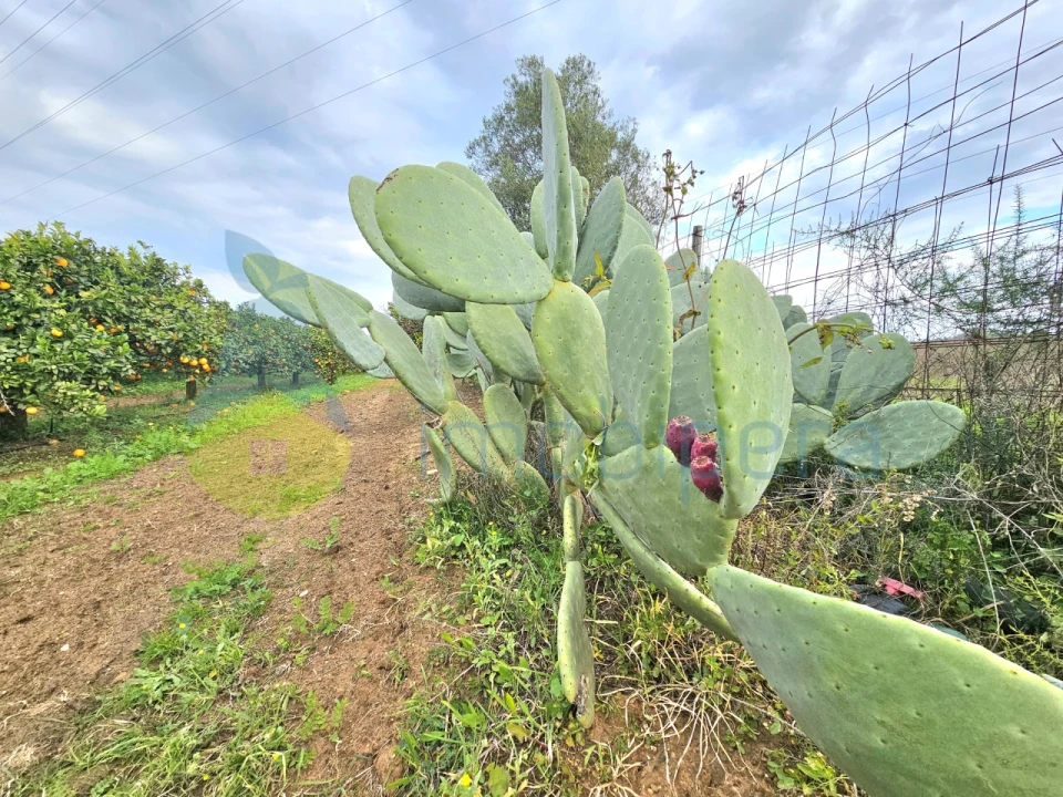 Terreno Agricola ou Rústico para Venda em Algoz e Tunes Foto 5