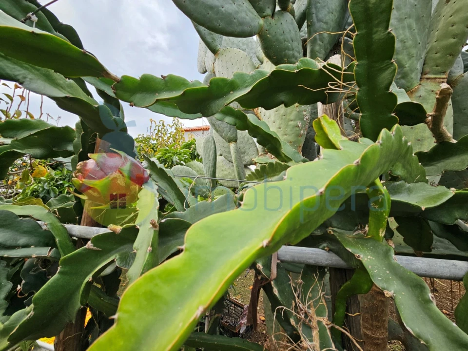 Terreno Agricola ou Rústico para Venda em Algoz e Tunes Foto 11