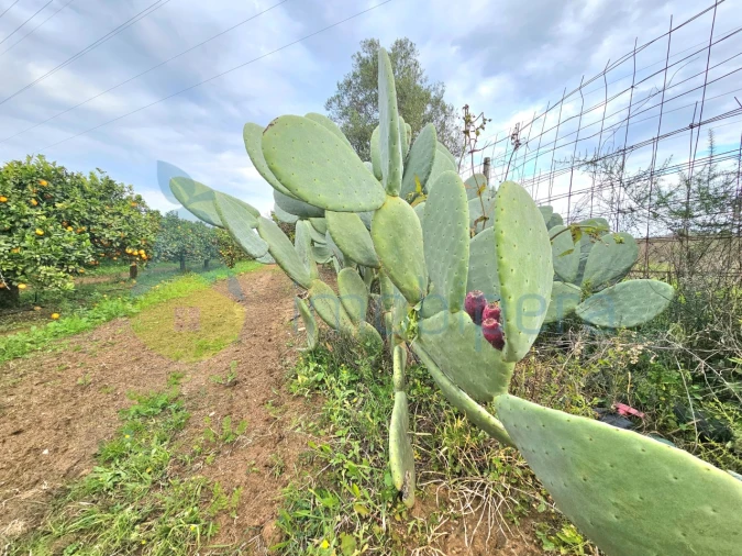 Terreno Agricola ou Rústico para Venda em Algoz e Tunes Foto 3