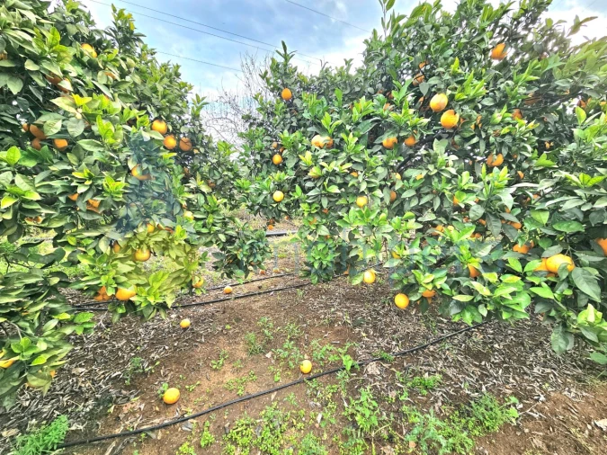 Terreno Agricola ou Rústico para Venda em Algoz e Tunes Foto 10