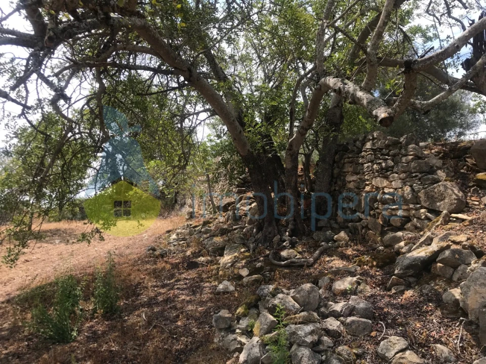 Terreno Agricola ou Rústico para Venda em Boliqueime Foto 11