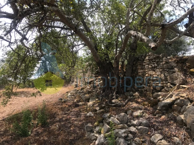 Terreno Agricola ou Rústico para Venda em Boliqueime Foto 11
