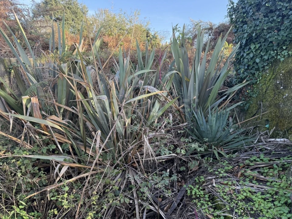 Terreno para Venda em São Miguel de Vila Boa Foto 5