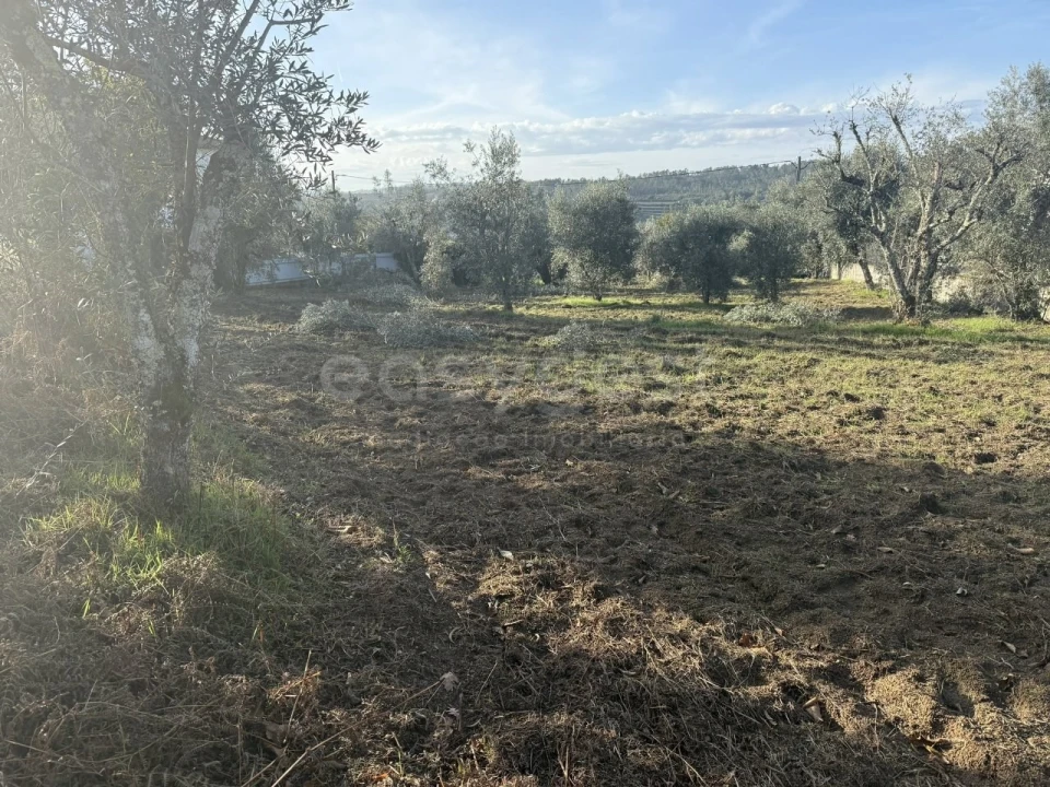 Terreno para Venda em São Miguel de Vila Boa Foto 12