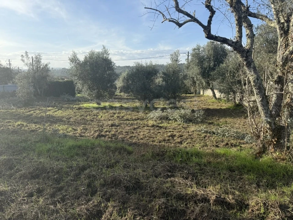 Terreno para Venda em São Miguel de Vila Boa Foto 13