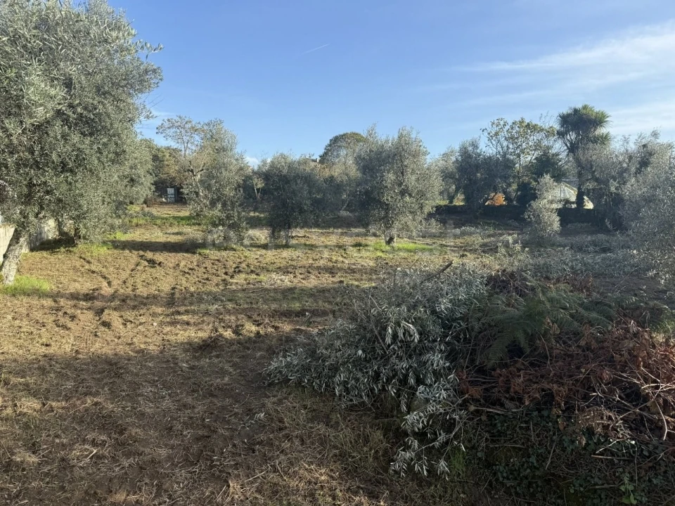 Terreno para Venda em São Miguel de Vila Boa Foto 18