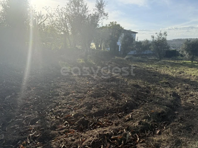 Terreno para Venda em São Miguel de Vila Boa Foto 10