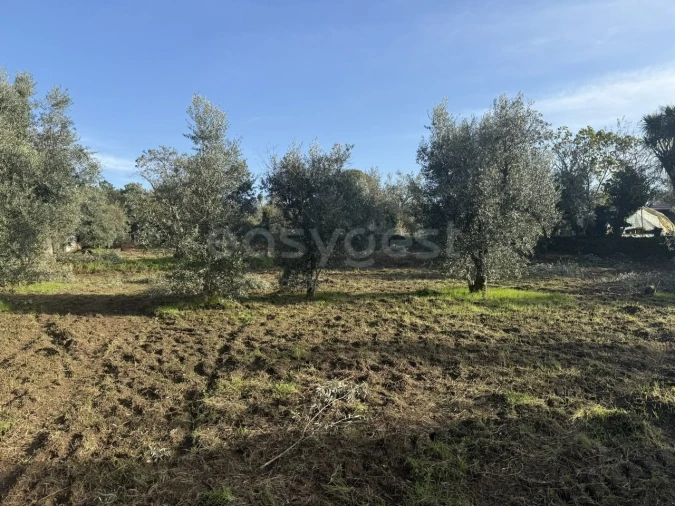 Terreno para Venda em São Miguel de Vila Boa Foto 15