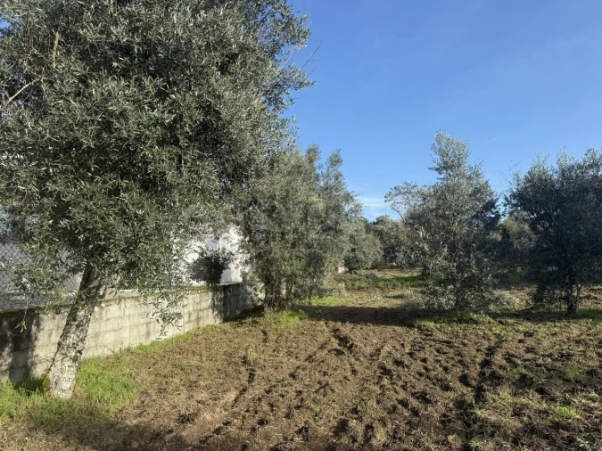 Terreno para Venda em São Miguel de Vila Boa Foto 17
