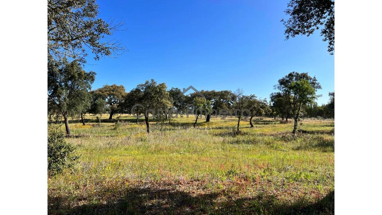 Terreno para Venda em Colos Foto 3