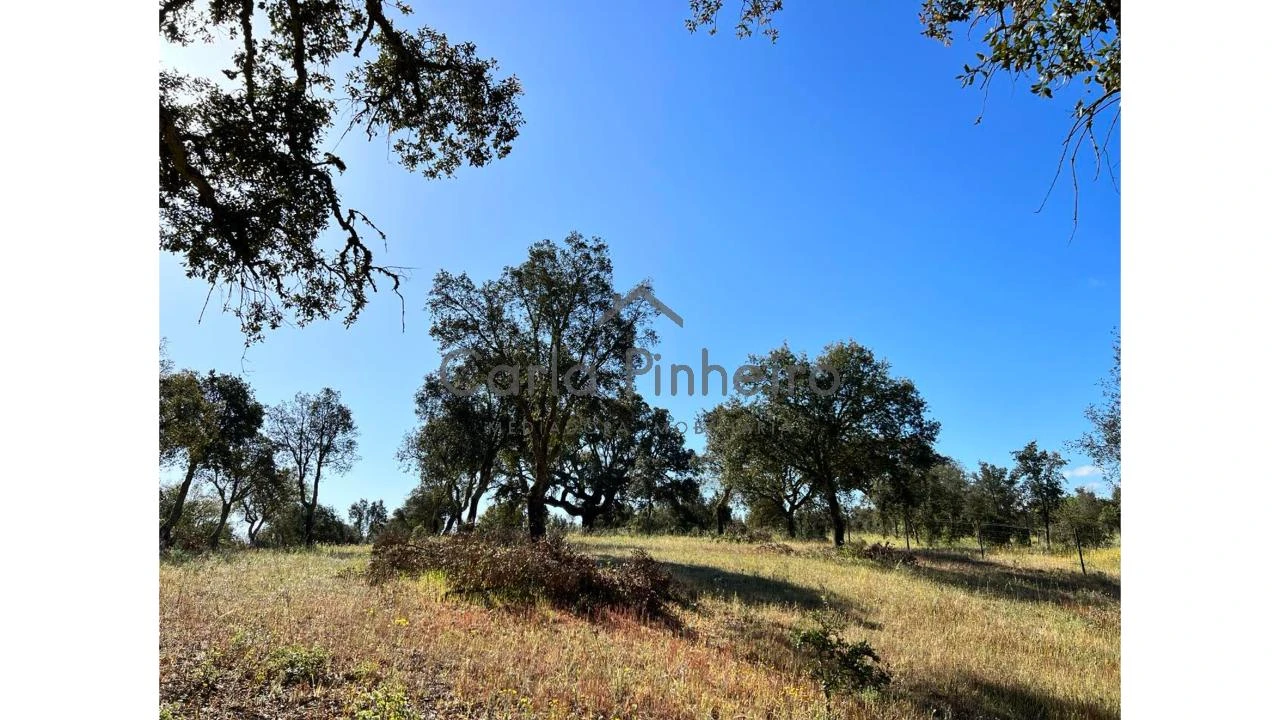 Terreno para Venda em Colos Foto 5