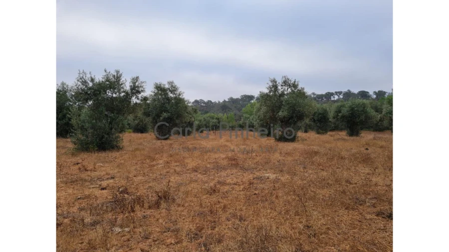 Quinta para Venda em Cercal Foto 3