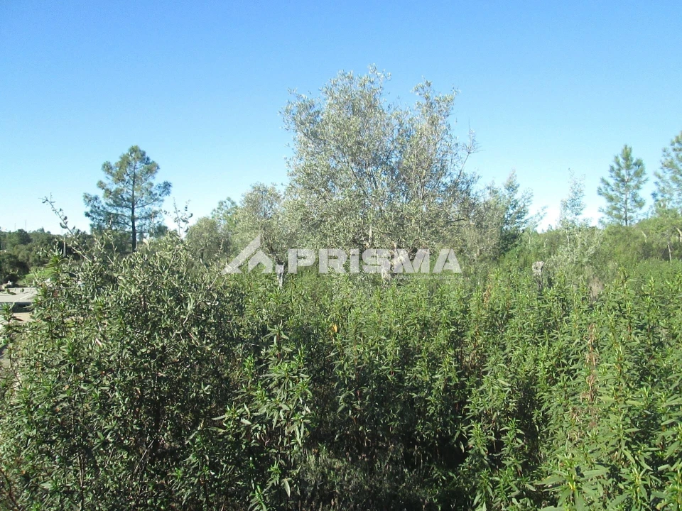 Terreno para Venda em Castelo Branco Foto 21