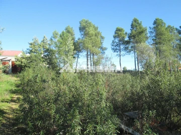 Terreno para Venda em Castelo Branco