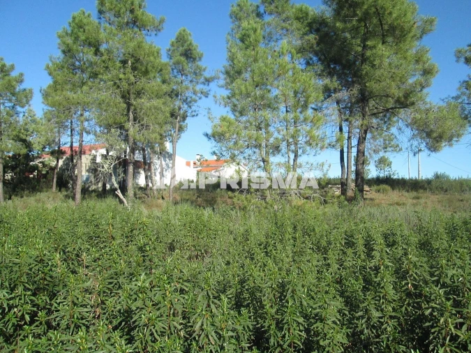 Terreno para Venda em Castelo Branco Foto 20