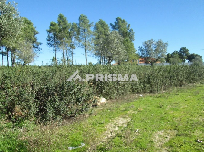 Terreno para Venda em Castelo Branco Foto 22