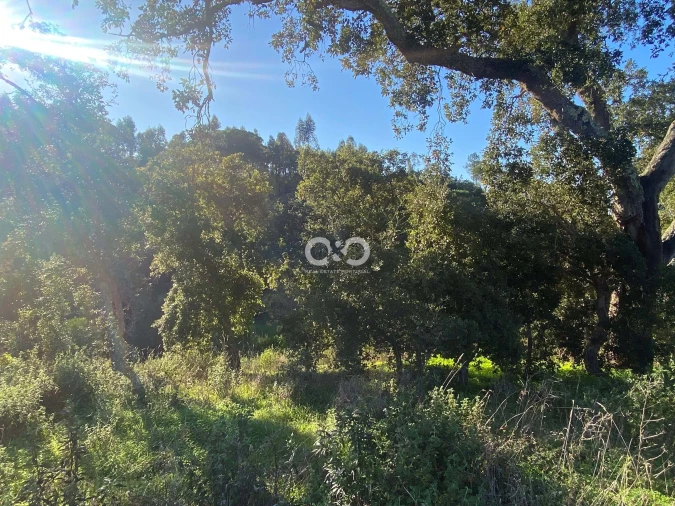 Terreno para Venda em São Teotónio Foto 21