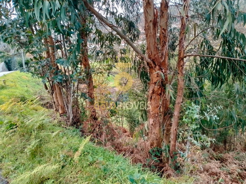 Terreno Agricola ou Rústico para Venda em Souselo Foto 6