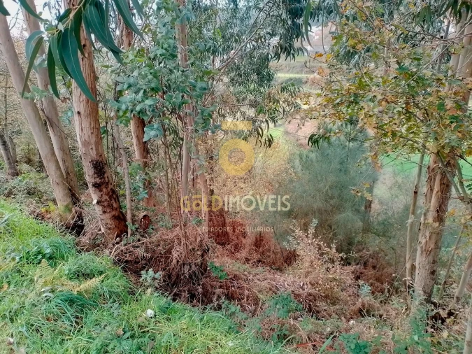 Terreno Agricola ou Rústico para Venda em Souselo Foto 4