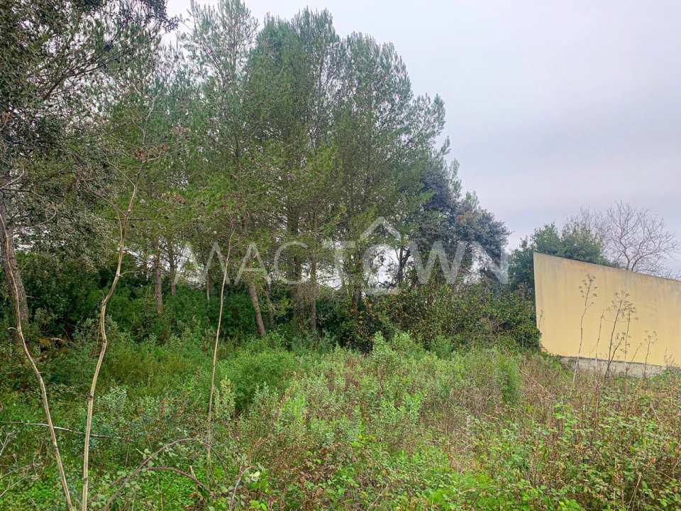 Terreno para Venda em Brogueira, Parceiros de Igreja e Alcorochel Foto 8