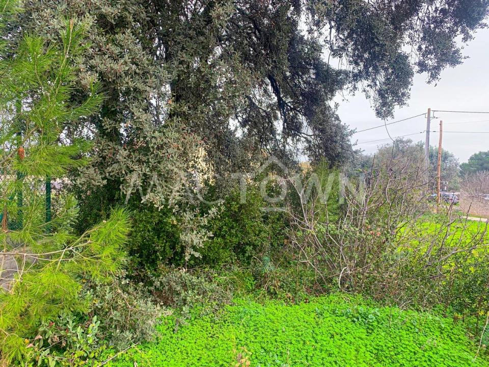 Terreno para Venda em Brogueira, Parceiros de Igreja e Alcorochel Foto 11