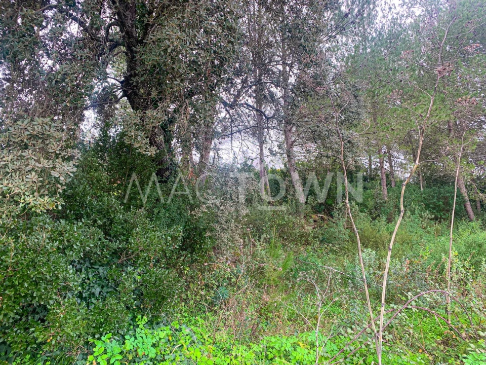 Terreno para Venda em Brogueira, Parceiros de Igreja e Alcorochel Foto 14