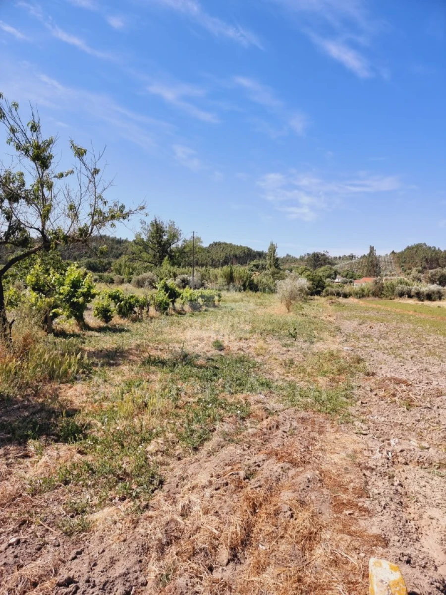Moradia T6 para Venda em São Miguel do Rio Torto e Rossio Ao Sul do Tejo Foto 22