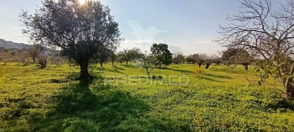 Terreno para Venda em Quinta do Anjo
