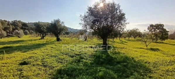 Terreno para Venda em Quinta do Anjo