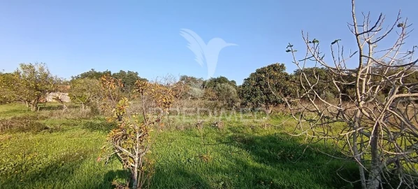 Terreno para Venda em Quinta do Anjo