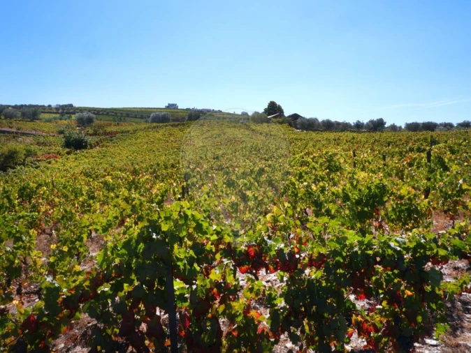 Quinta T0 para Venda em Barcos e Santa Leocádia Foto 22