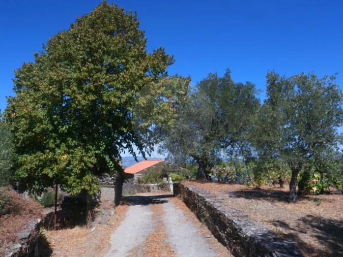 Quinta T0 para Venda em Barcos e Santa Leocádia Foto 10