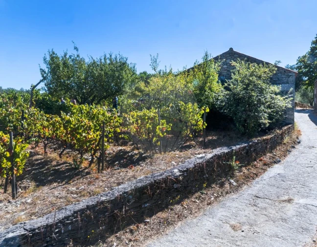 Quinta T0 para Venda em Barcos e Santa Leocádia Foto 13