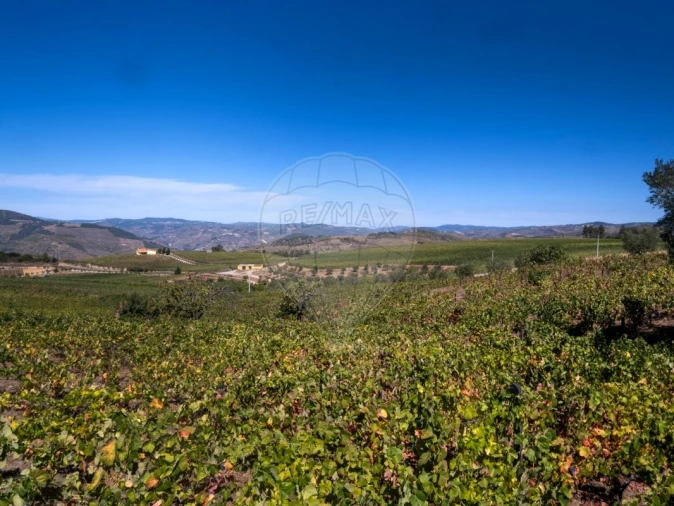 Quinta T0 para Venda em Barcos e Santa Leocádia Foto 11
