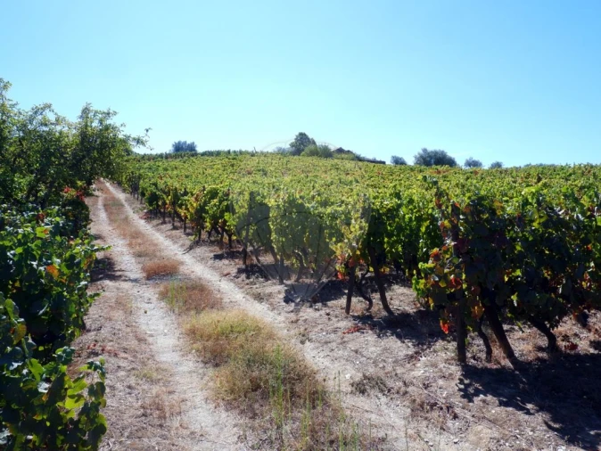 Quinta T0 para Venda em Barcos e Santa Leocádia Foto 8
