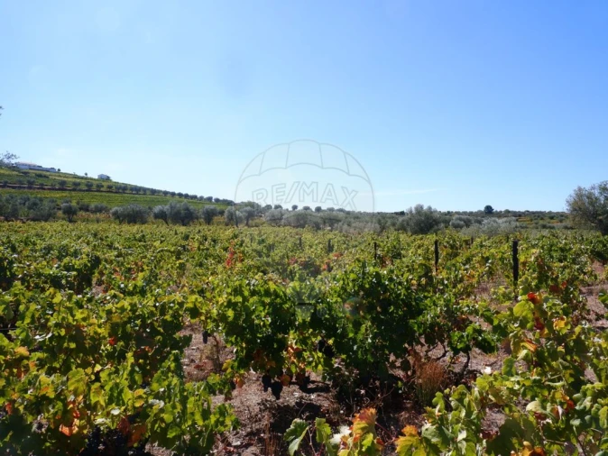Quinta T0 para Venda em Barcos e Santa Leocádia Foto 5