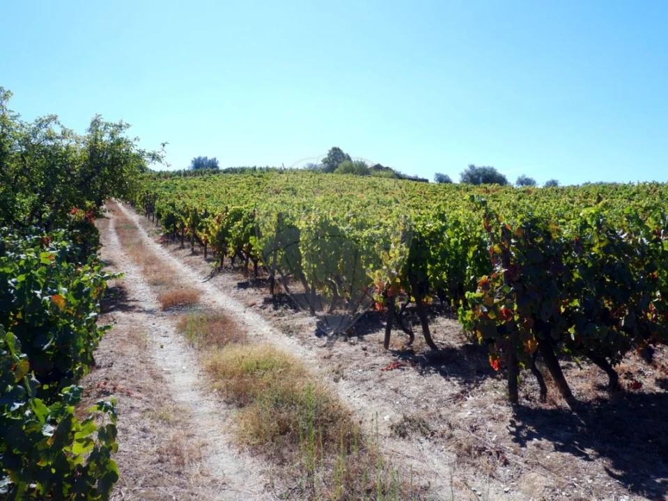 Quinta T0 para Venda em Barcos e Santa Leocádia Foto 8