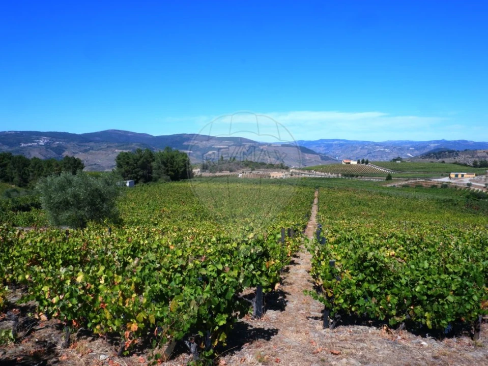 Quinta T0 para Venda em Barcos e Santa Leocádia Foto 1