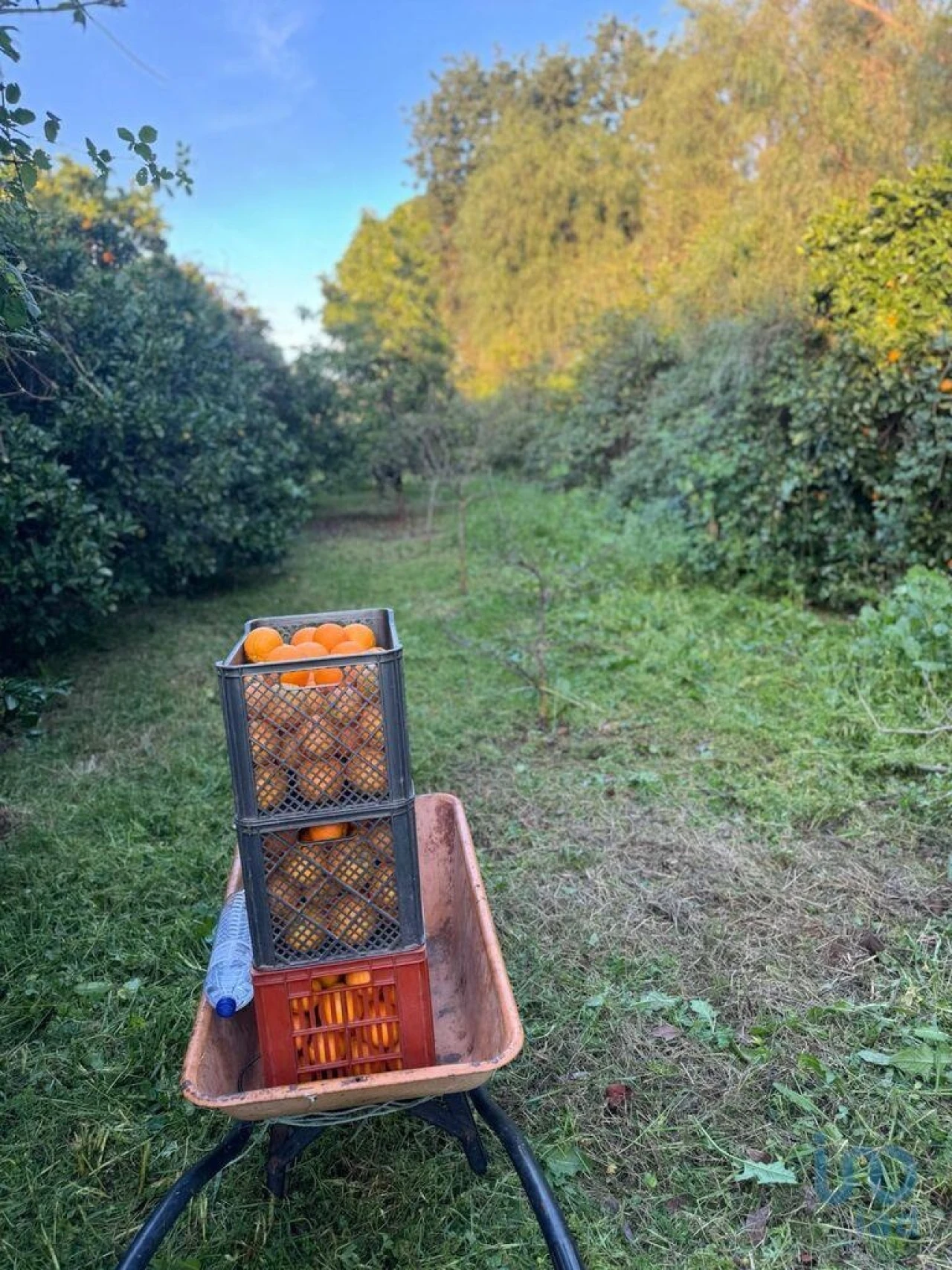 Terreno para Venda em Silves Foto 5