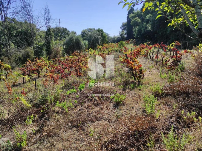 Quinta T6 para Venda em Arcos e Mogofores Foto 30