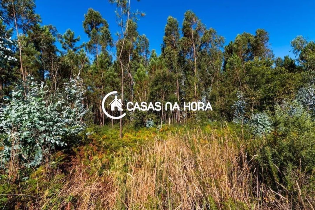 Terreno para Venda em Argoncilhe Foto 13