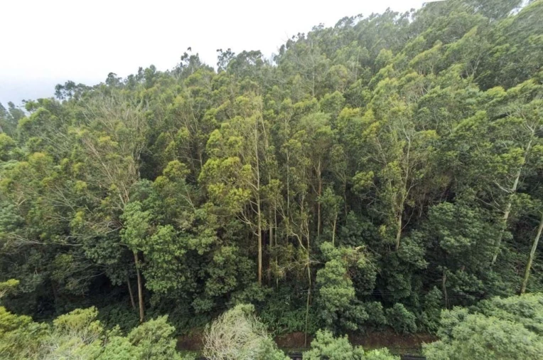 Terreno para Venda em Camacha Foto 4