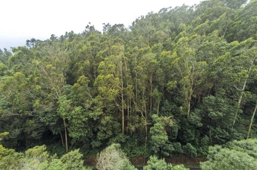 Terreno para Venda em Camacha Foto 4