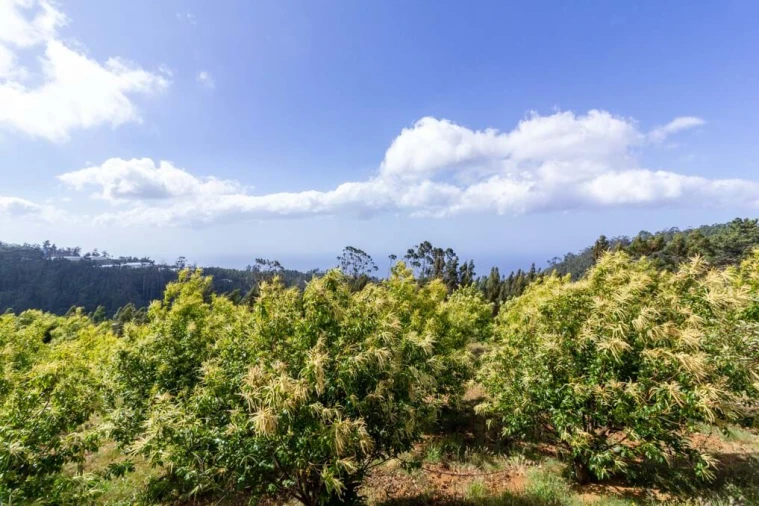 Terreno para Venda em Prazeres Foto 3