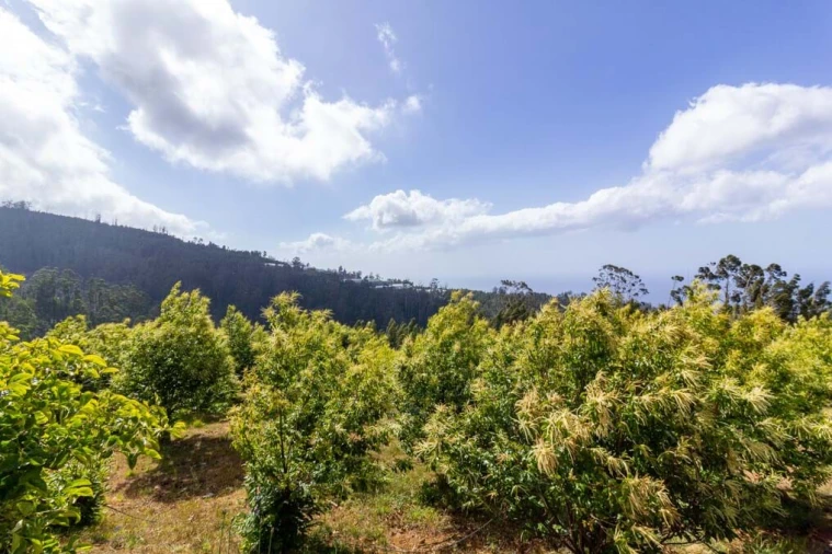 Terreno para Venda em Prazeres Foto 11